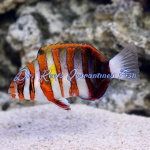 Harlequin Tusk (Indo)