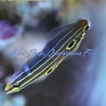 Hector's Goby