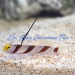 Hi Fin Red Banded Goby