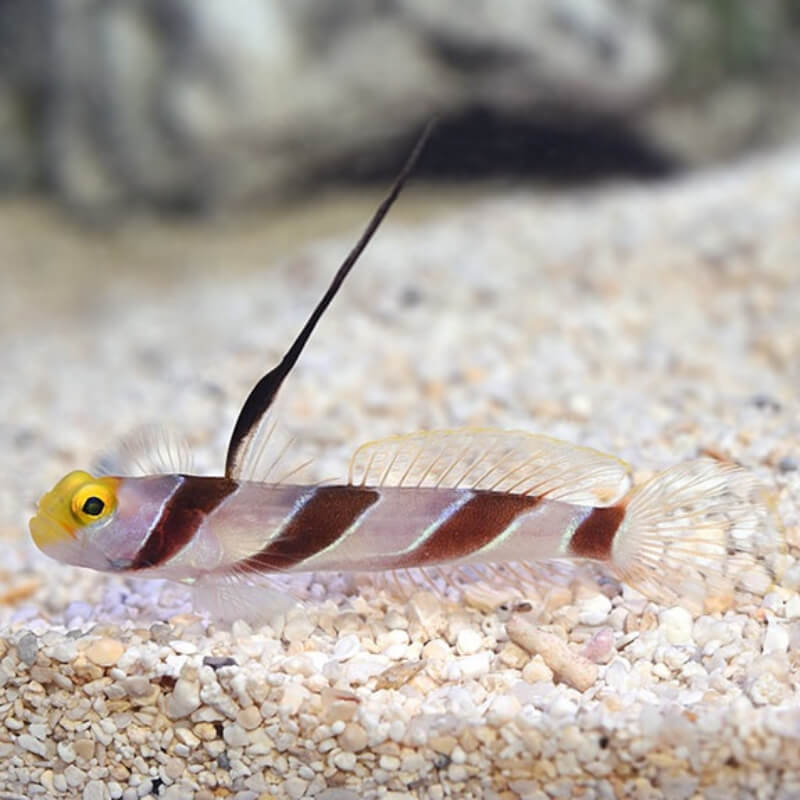 Mindre end Droop blad Hi Fin Red Banded Goby | Quarantined Fish