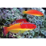 Hooded Flame Fairy Wrasse (Female)