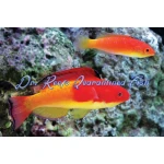 Hooded Flame Fairy Wrasse (Male)