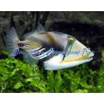 Humu Picasso Triggerfish