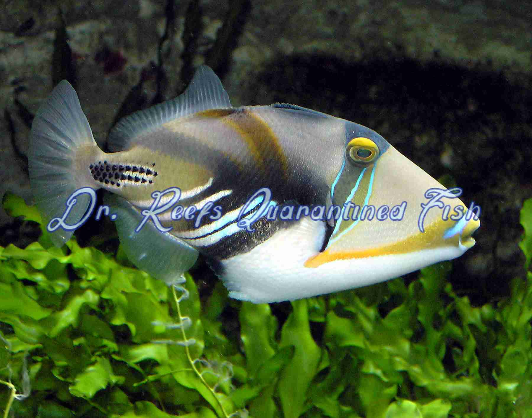 humu.png Humu Picasso Triggerfish - Image 1