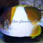 Yellow Pyramid Butterflyfish - Image 2