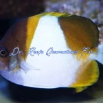 Yellow Pyramid Butterflyfish - Image 2