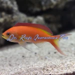 Ignitus Anthias