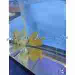 Yellow Tang (Hawaiian) - Image 2