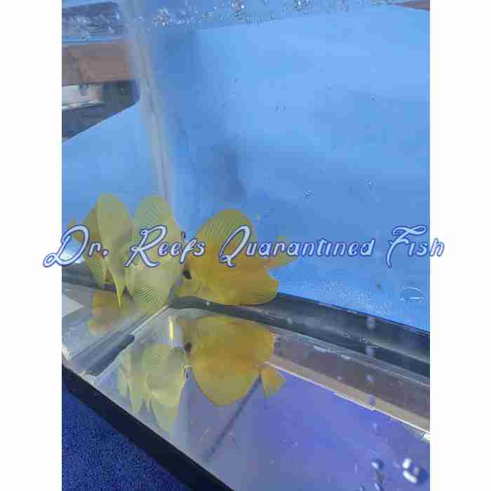 Yellow Tang (Hawaiian) - Image 2