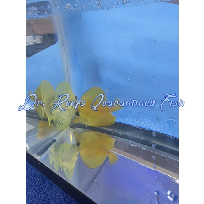 Yellow Tang (Hawaiian) - Image 2