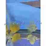 Yellow Tang (Hawaiian) - Image 3