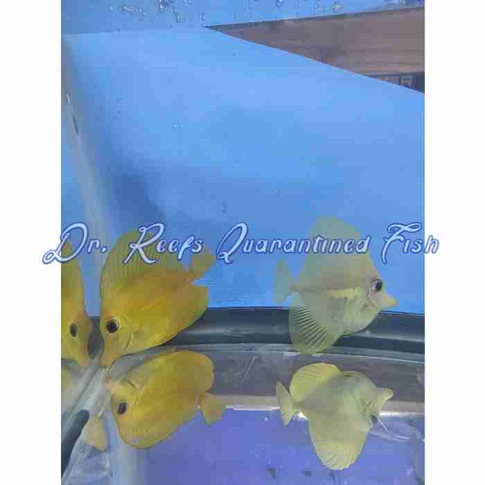 Yellow Tang (Hawaiian) - Image 3