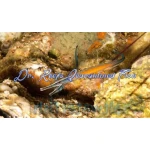 Janss' Pipefish