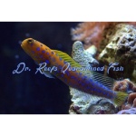 Jawfish Blue Dot