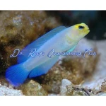 Jawfish Pearly Yellowhead
