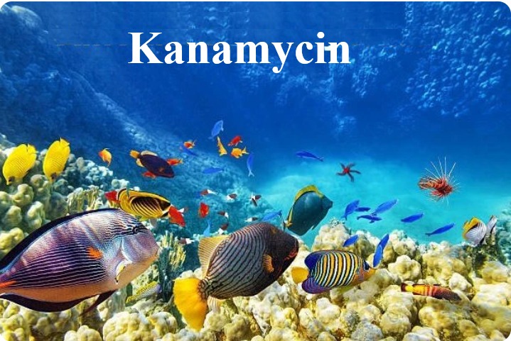 kanamycin Kanamycin - Image 1
