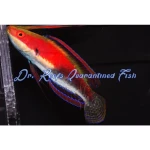 Katherine's Fairy Wrasse