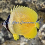 Klein Butterflyfish