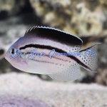 Lamarck's Angelfish