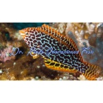 Leopard Wrasse