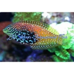 Leopard Wrasse Blue Star