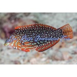 Leopard Wrasse Ornate