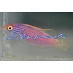 Lineatus Fairy Wrasse (Female)