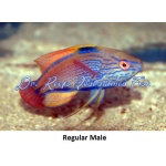 Lineatus Fairy Wrasse (Male)