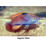 Lineatus Fairy Wrasse (Male)