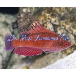 Linespot Flasher Wrasse