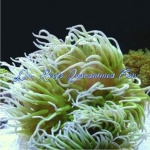 Long Tentacle Anemone (Green)