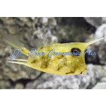 Longhorn Cowfish