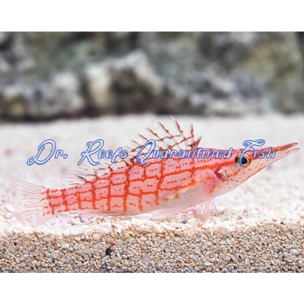 Longnose Hawkfish