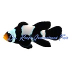 Longfin Phantom Clownfish