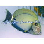 Maculiceps Tang