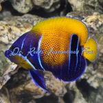 Majestic Angelfish