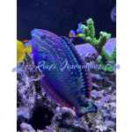 Leopard Wrasse Blue Star - Image 2