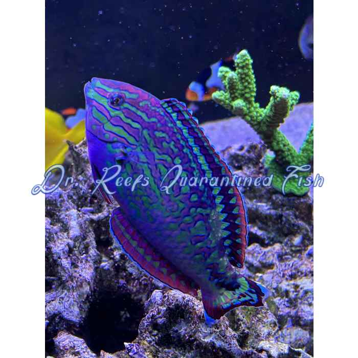 Leopard Wrasse Blue Star - Image 2