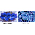 Maxima Blue/Turquoise Clam