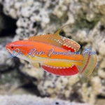 McCosker's Flasher Wrasse