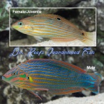 Melanurus Wrasse