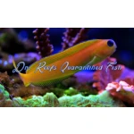 Midas Blenny - Image 2