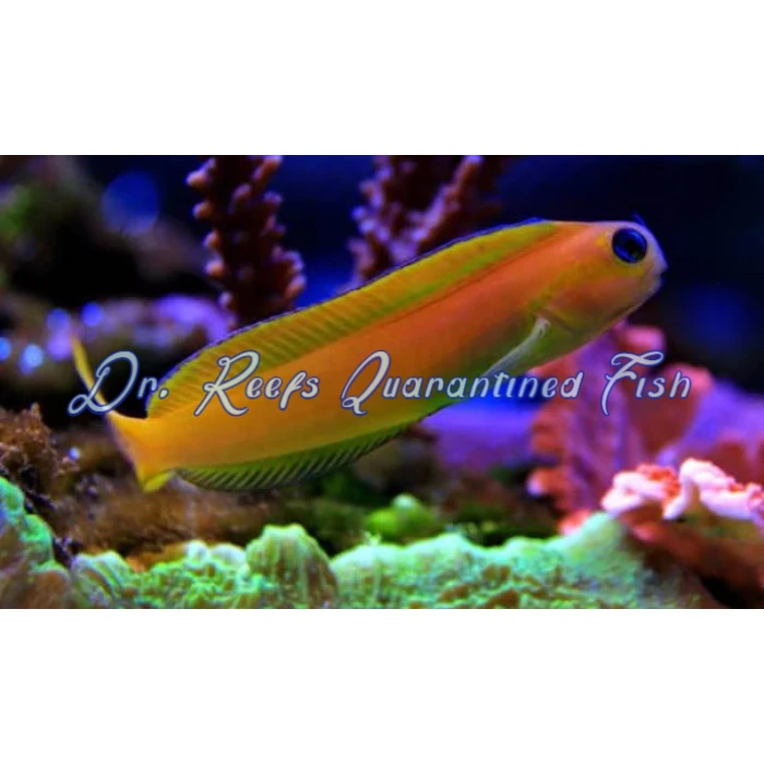 Midas Blenny - Image 2