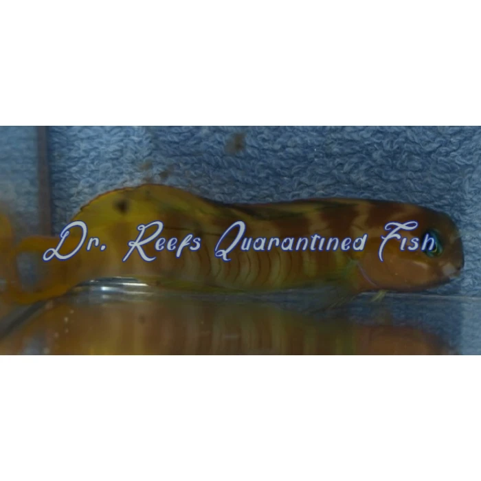 Midas Blenny - Image 3