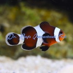 Mocha Clownfish
