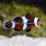 Mocha Clownfish