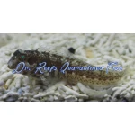 Molly Miller Blenny