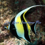 Moorish Idol