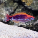 Multicolor Lubbock's Fairy Wrasse