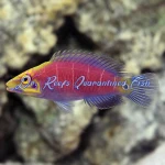 Mystery Wrasse